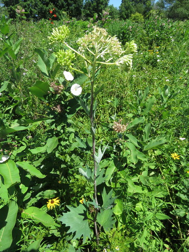 Arnoglossum atriplicifolium (pale Indian plantain) (alternate view 8)
