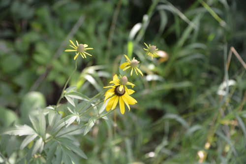 Ratibida pinnata (grey-headed coneflower) (alternate view 10)