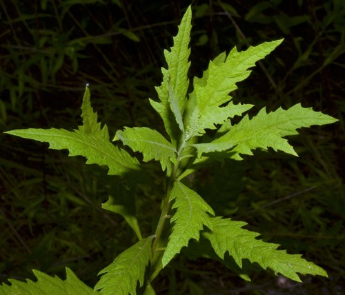Dysphania ambrosioides (Mexican tea) (alternate view 2)