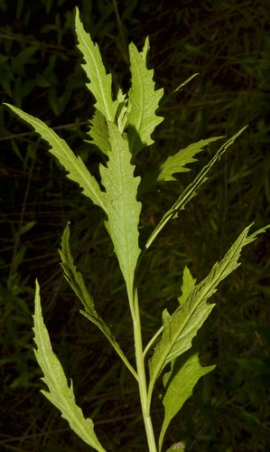 Dysphania ambrosioides (Mexican tea) (alternate view 3)