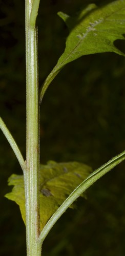 Dysphania ambrosioides (Mexican tea) (alternate view 4)