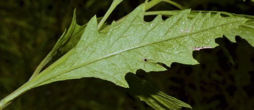 Dysphania ambrosioides (Mexican tea) (alternate view 5)