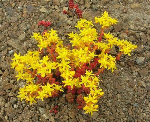 Sedum divergens (Spreading Stonecrop)