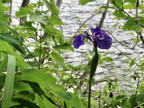 Iris setosa (Beachhead Iris) (alternate view 2)