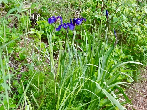 Iris setosa (Beachhead Iris) (alternate view 3)