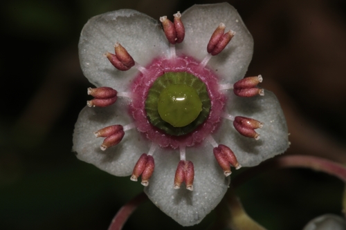 Chimaphila umbellata (pipsissewa)
