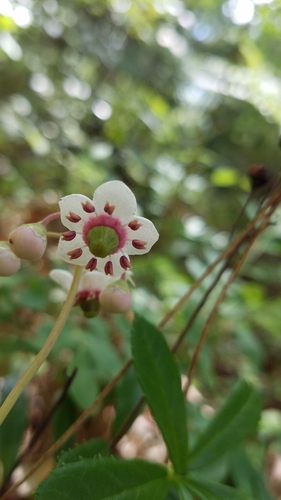 Chimaphila umbellata (pipsissewa)