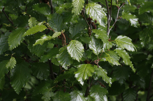 Alnus alnobetula (green alder) (alternate view 2)