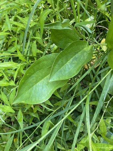 Alisma (water-plantains) (alternate view 3)