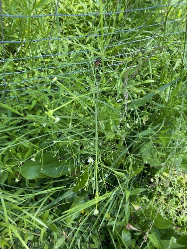 Alisma (water-plantains) (alternate view 4)