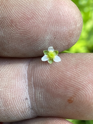 Alisma (water-plantains) (alternate view 2)