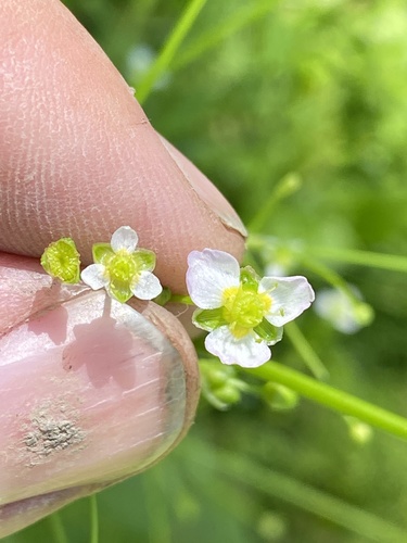 Alisma (water-plantains) (alternate view 5)