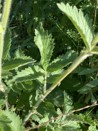 Drymocallis arguta (Tall Cinquefoil) (alternate view 5)
