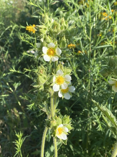 Drymocallis arguta (Tall Cinquefoil) (alternate view 4)