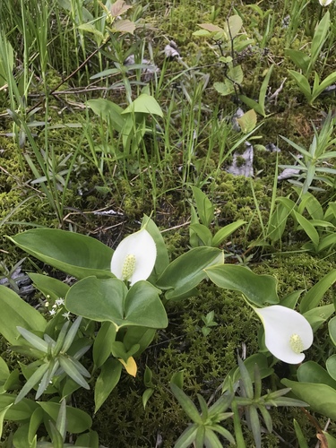 Calla palustris (marsh calla) (alternate view 8)