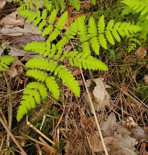 Gymnocarpium dryopteris (Northern Oak Fern) (alternate view 6)