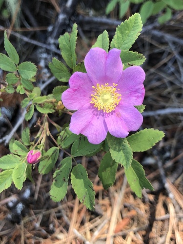 Rosa nutkana (Nootka rose) (alternate view 4)