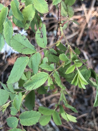 Rosa nutkana (Nootka rose) (alternate view 5)
