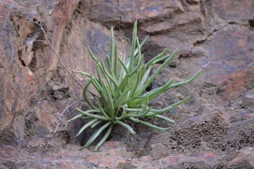 Dudleya edulis (Fingertips) (alternate view 2)