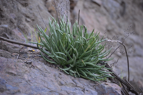 Dudleya edulis (Fingertips) (alternate view 3)