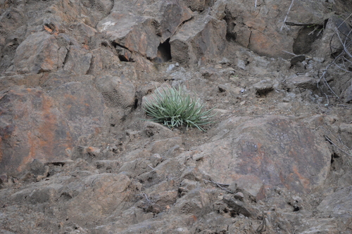 Dudleya edulis (Fingertips) (alternate view 4)