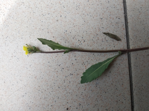 Diplotaxis muralis (annual wall-rocket)