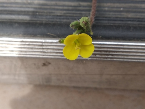 Diplotaxis muralis (annual wall-rocket)