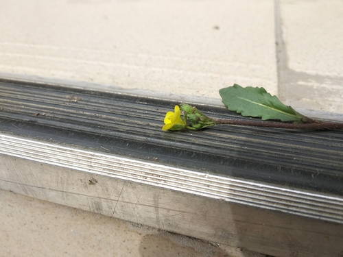 Diplotaxis muralis (annual wall-rocket)