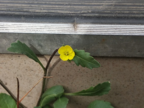 Diplotaxis muralis (annual wall-rocket)