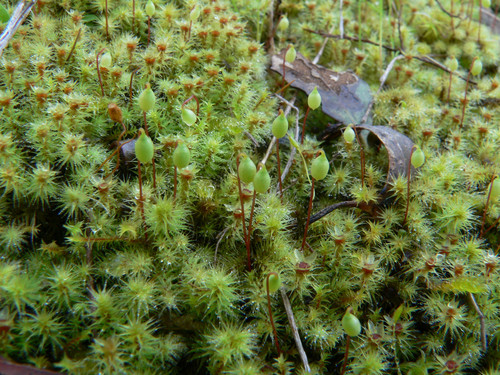 Breutelia affinis (Red-heart Moss)