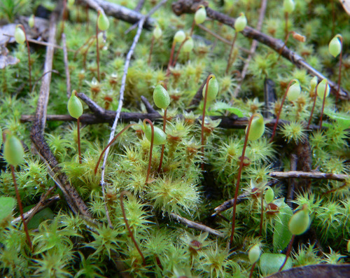 Breutelia affinis (Red-heart Moss) (alternate view 2)