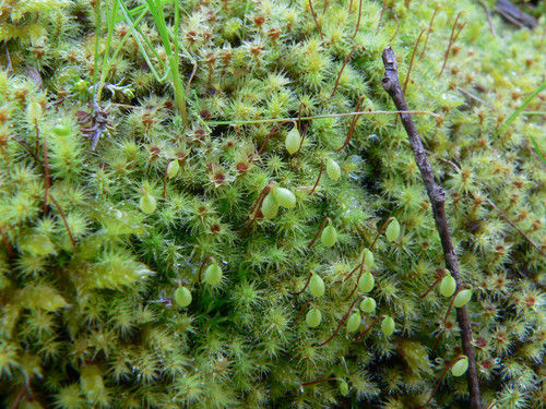 Breutelia affinis (Red-heart Moss) (alternate view 3)