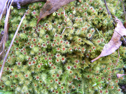 Breutelia affinis (Red-heart Moss) (alternate view 4)