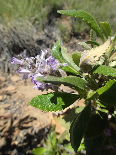 Eriodictyon crassifolium (Thick-leaved Yerba Santa) (alternate view 4)