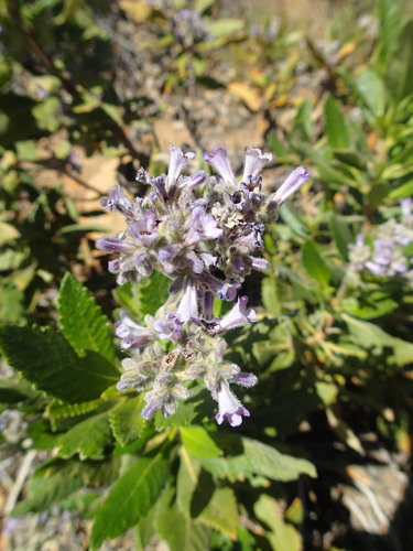 Eriodictyon crassifolium (Thick-leaved Yerba Santa) (alternate view 5)
