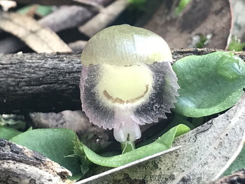 Corybas diemenicus (veined helmet-orchid) (alternate view 6)