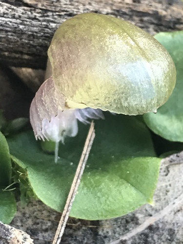 Corybas diemenicus (veined helmet-orchid) (alternate view 7)