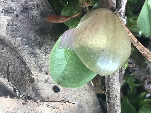 Corybas diemenicus (veined helmet-orchid) (alternate view 8)