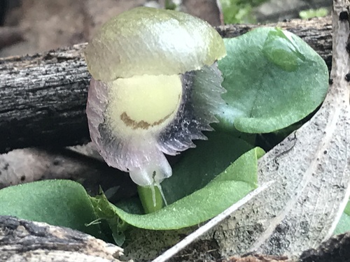Corybas diemenicus (veined helmet-orchid) (alternate view 5)