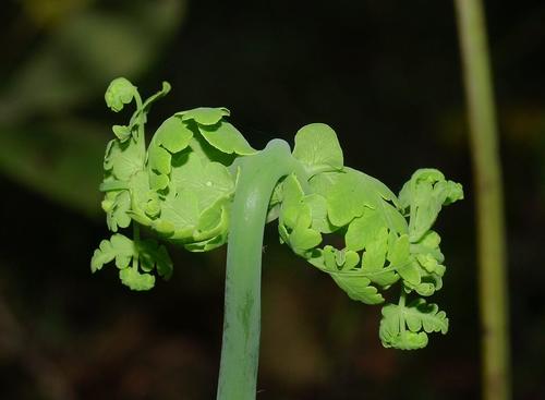 Histiopteris incisa (Water Fern)