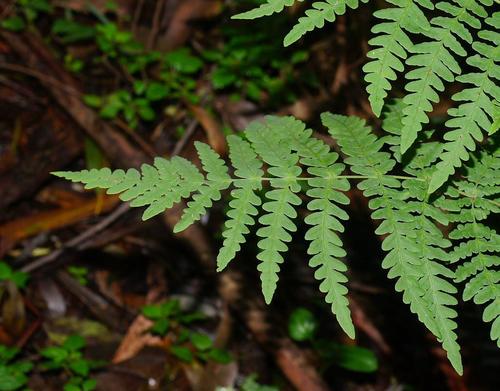 Histiopteris incisa (Water Fern) (alternate view 2)
