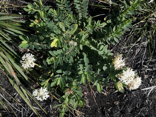 Pimelea linifolia (Queen of the Bush) (alternate view 10)