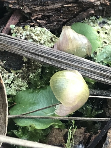 Corybas diemenicus (veined helmet-orchid) (alternate view 9)