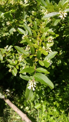Ligustrum obtusifolium (border privet) (alternate view 8)