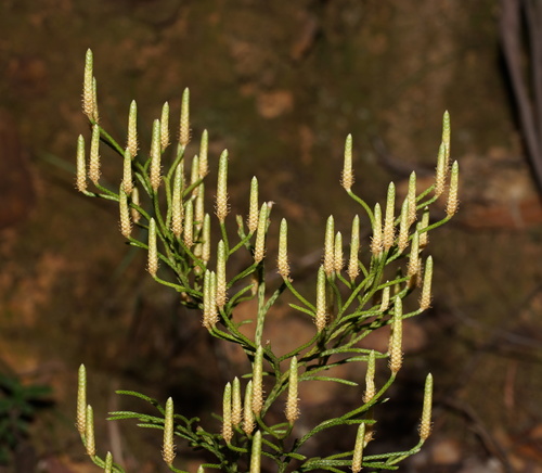 Lycopodium deuterodensum (Bushy Clubmoss) (alternate view 6)