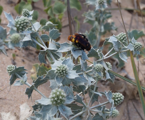 Eryngium maritimum (Sea Holly)