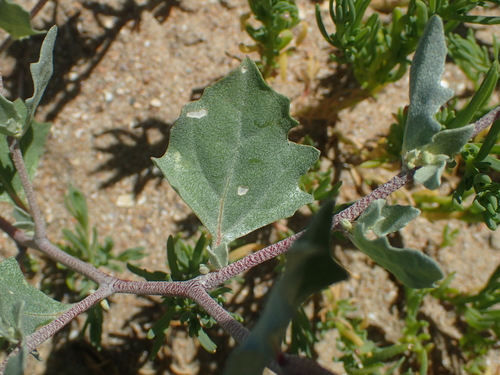 Atriplex laciniata (Frosted Orache)