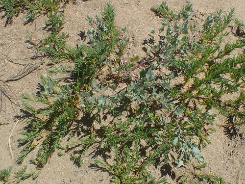 Atriplex laciniata (Frosted Orache)