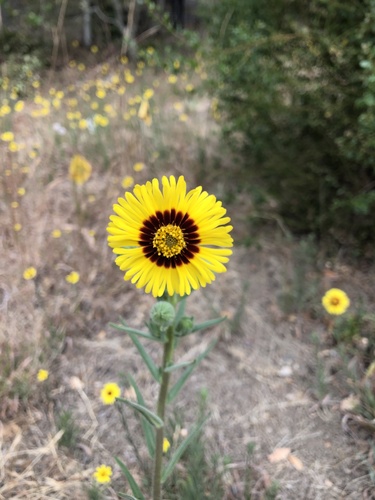 Madia elegans (Common Madia) (alternate view 8)