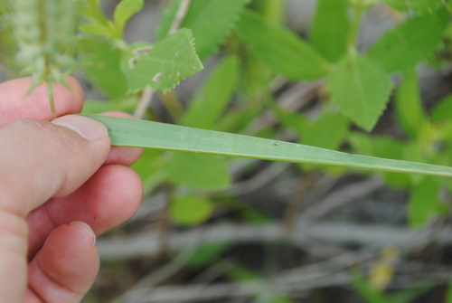 Elymus virginicus (Virginia wildrye) (alternate view 3)